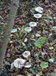 mushroom-line_8142096162_o.jpg