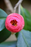 opening-camellia_13975692793_o.jpg