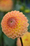 orange-dahlia_9626577311_o.jpg - 4.7MB