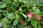 pink-leaf-geranium_10362527525_o.jpg