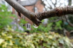 rain-drop-on-a-branch_7039648097_o.jpg