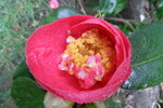 rain-drops-on-a-camellia_7039648083_o.jpg - 4.2MB