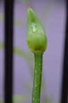 raindrops-on-a-flower-bud_9164935971_o.jpg