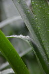 raindrops-on-a-leaf_9164968075_o.jpg - 7.8MB