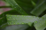 raindrops-on-a-leaf_9167172872_o.jpg - 7.2MB