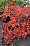 red-leaves_10362594273_o.jpg - 7.5MB