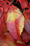 redyellow-autumn-leaves-close-up_10362442195_o.jpg