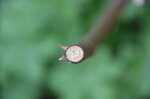 rose-stem-detail_13952369281_o.jpg - 5.8MB