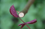 rose-stem-detail_13975566653_o.jpg