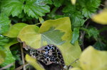 slug-trails-and-skeletal-leaves_13952561851_o.jpg