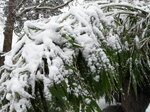 snow-covered-branches_8603057852_o.jpg