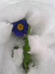 snow-drift-flower-blue_8428210288_o.jpg