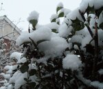 snow-hedge_8394980920_o.jpg