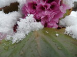 snow-on-a-leaf_8603062038_o.jpg