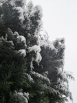 snow-on-an-evergreen_8393924949_o.jpg