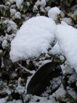 snowy-camellia-leaves_8394986928_o.jpg