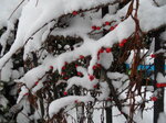 snowy-cotoneaster_8393910561_o.jpg