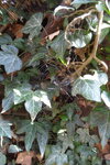 spiders-web_7030174835_o.jpg