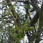 springtime-mistletoe_8539349381_o.jpg