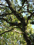 squirrel-in-a-tree_8142077822_o.jpg