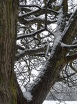 tangled-tree-in-snow_8603049766_o.jpg