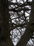 tangled-tree_8539338347_o.jpg