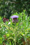 thistle_14794683672_o.jpg