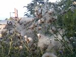 thistles-gone-to-seed_28727894411_o.jpg