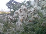 thistles-gone-to-seed_28773355656_o.jpg