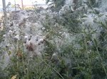 thistles-gone-to-seed_28773356776_o.jpg