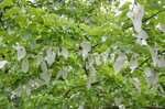 tree-blossom_18584304830_o.jpg - 4.1MB