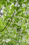 tree-blossom_18584328358_o.jpg