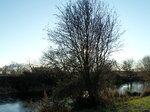 tree-by-selby-canal_6761967237_o.jpg - 5.1MB