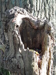 tree-hollow_8142086726_o.jpg