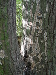 tree-lichen_8142021553_o.jpg