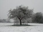 tree-on-the-common_8603044786_o.jpg