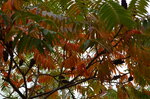 turning-leaves_10362746243_o.jpg