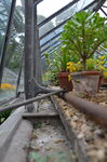 tyntesfield-greenhouse_9626647563_o.jpg