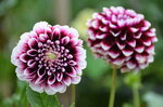 varied-dahlia_9626551035_o.jpg - 6.1MB