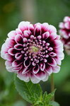 varied-dahlia_9626558879_o.jpg - 6.1MB