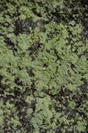 water-drops-on-lichen_14018879204_o.jpg