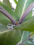 water-on-leaves_7103132653_o.jpg