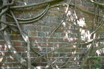 wisteria-wall_14795033945_o.jpg