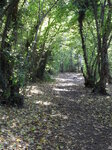 woodland-path_8142041199_o.jpg