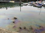 oil-spill-in-the-harbour_29609623837_o.jpg - 4.6MB