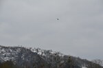 bird-of-prey-over-the-hills_8603481942_o.jpg