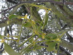 frosted-springtime-mistletoe_8601946531_o.jpg