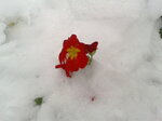 snow-drift-flower-red_8398662632_o.jpg