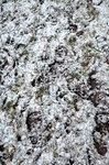 snow-dusted-footprints_15790975013_o.jpg