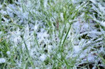 snow-dusted-grass-close-up_16409256011_o.jpg